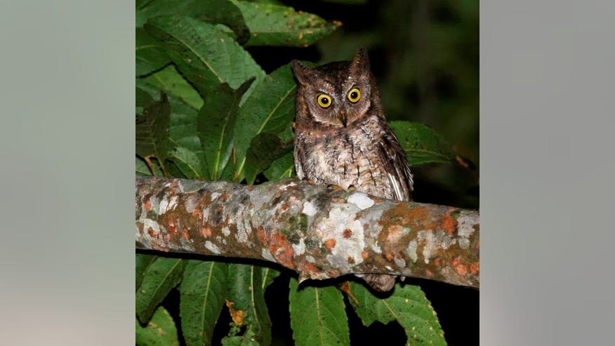 Rinjani-scops-owl