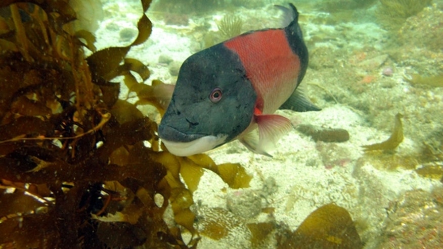 Sheephead_ENH