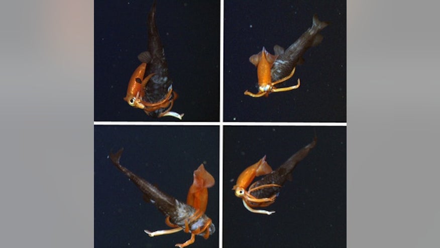 Squid_fishBattle