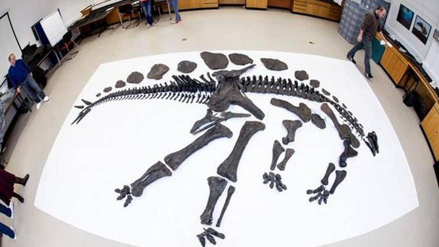 Stegosaurus-before-mount
