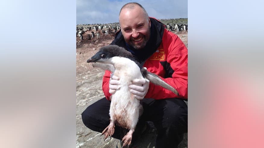 adelie-penguin-140505