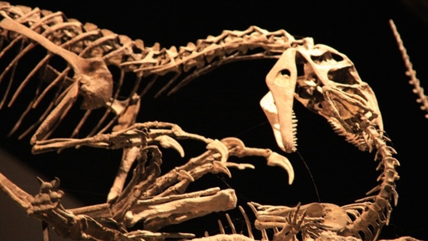 allosaurus-skeleton