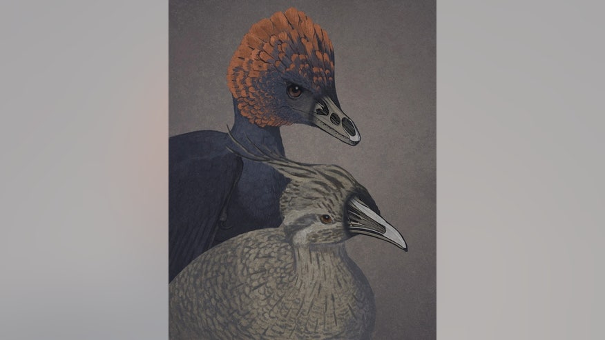 anchiornis-and-tinamou-illustration