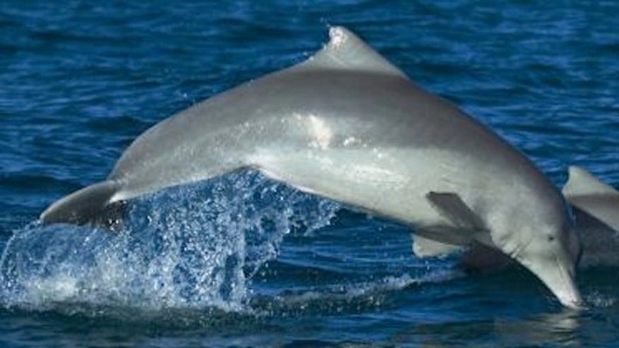 'Cape-wearing' dolphin turns out to be new species Australian-humpback-dolphin