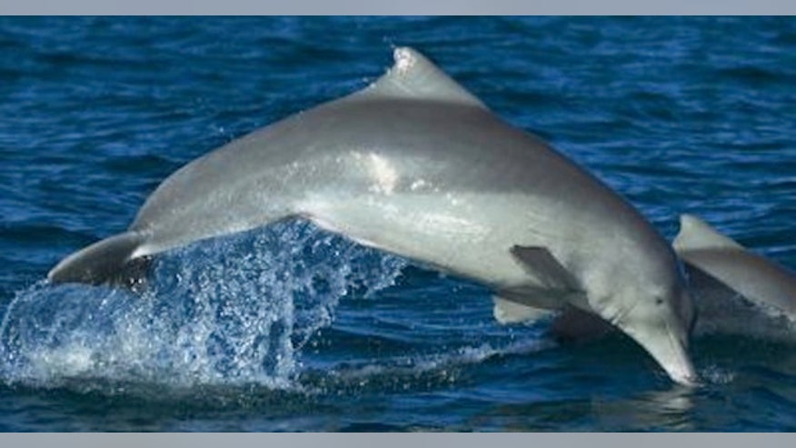 'Cape-wearing' dolphin turns out to be new species Australian-humpback-dolphin