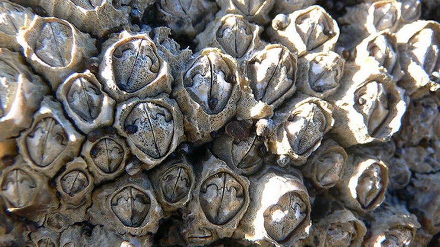 barnacles