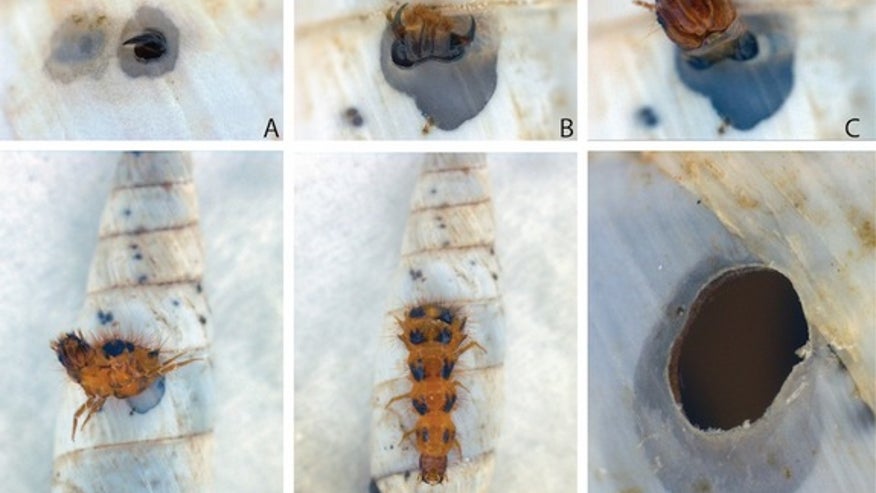 beetle-larvae