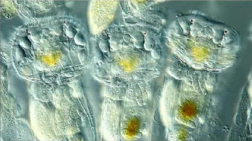 bioscapes1