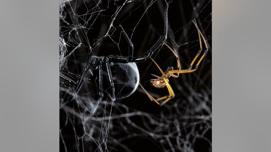 black-widow-male-female-140116