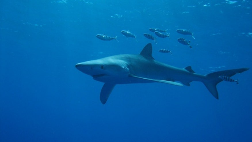 blue-sharks