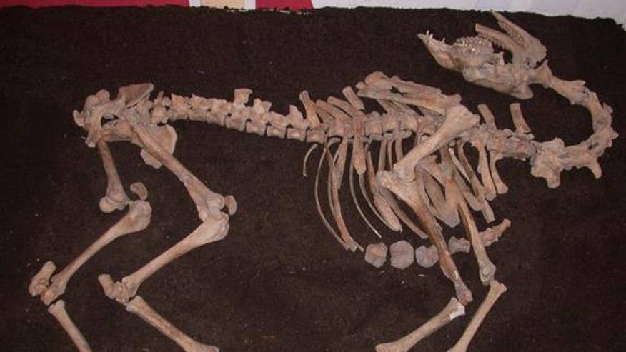 camel-skeleton