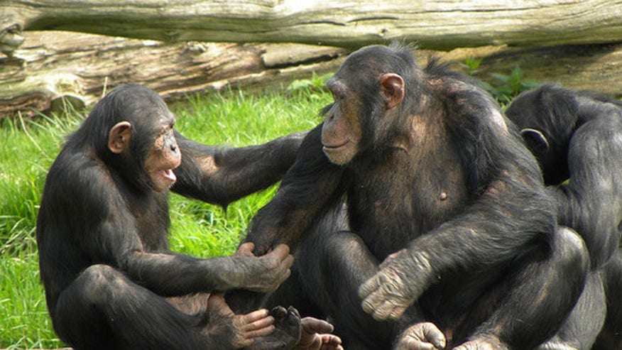 chimpanzees