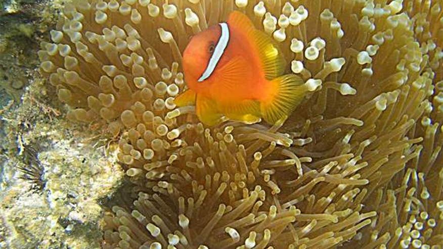 clownfish-sea-anemone