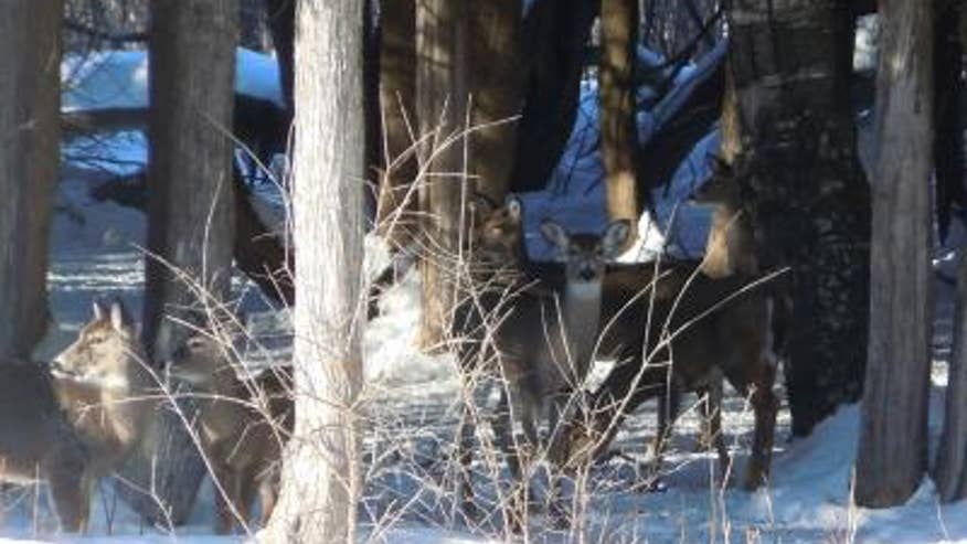 deer