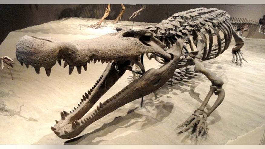 deinosuchus-crocodilian-skeleton