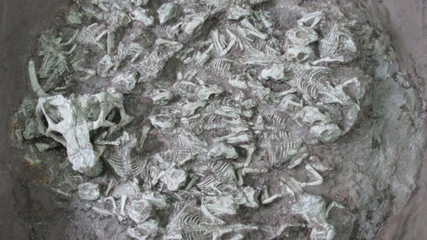 dinosaur-nest-fossils