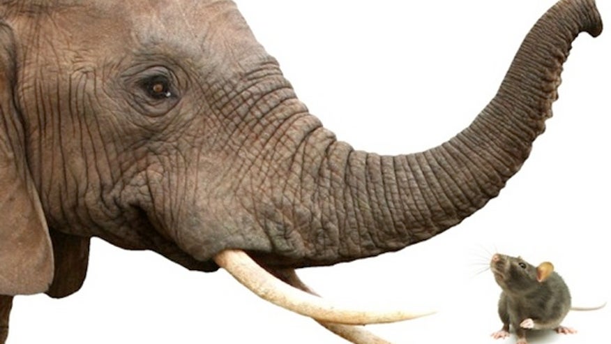 elephant-rat-art