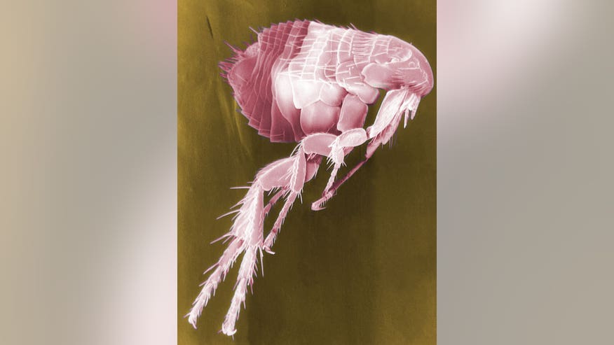 flea-11436