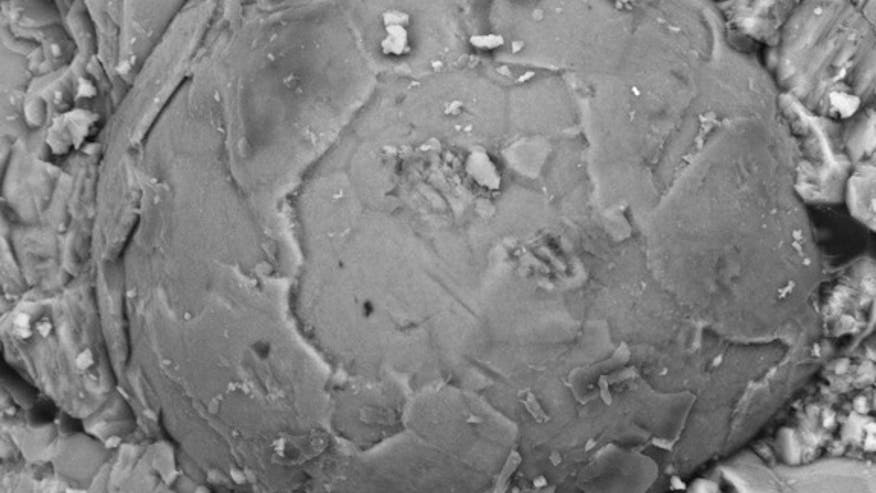 fossil-blastomere-1404014