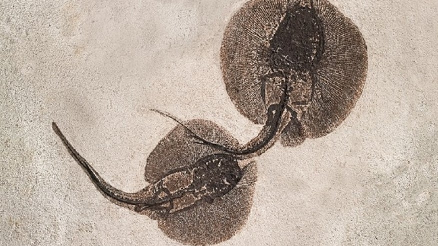 fossil-lake-45