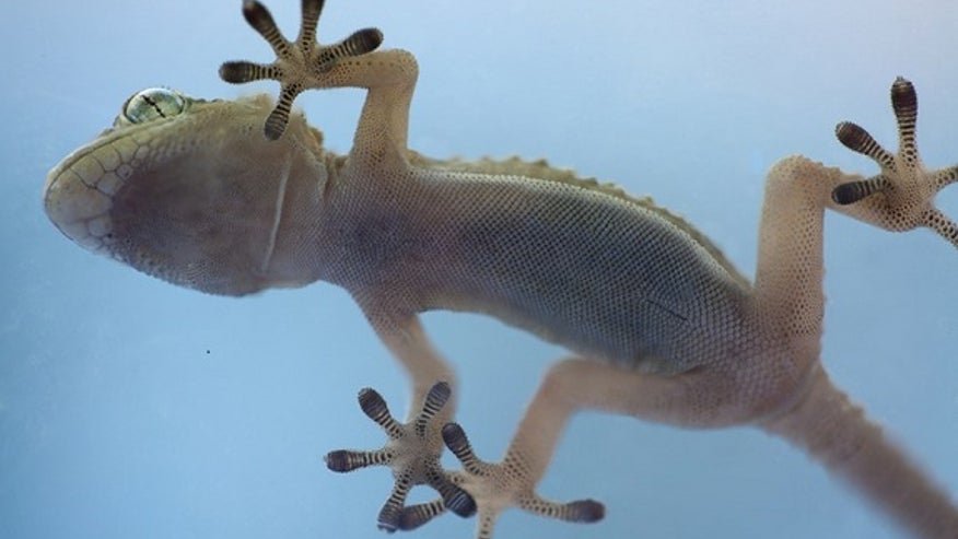 gecko-feet