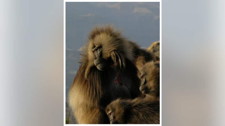 gelada-lip-smacking