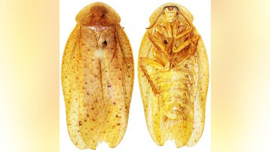 giant-cockroach2