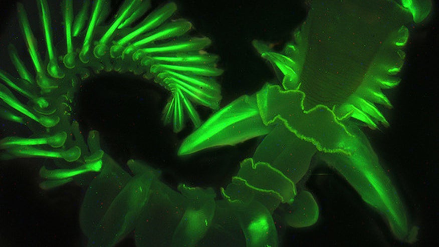 glow_worm_1