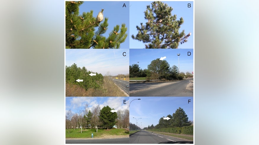 google-street-view-caterpillar-nests
