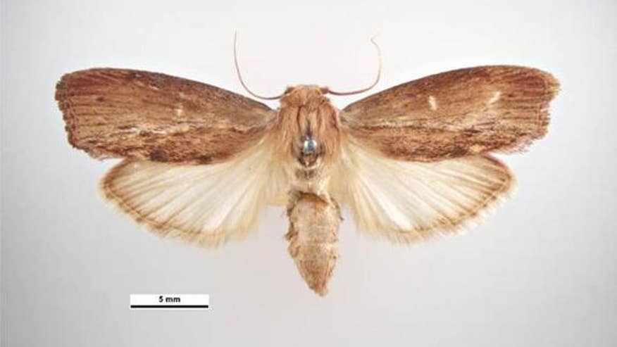 greater-wax-moth