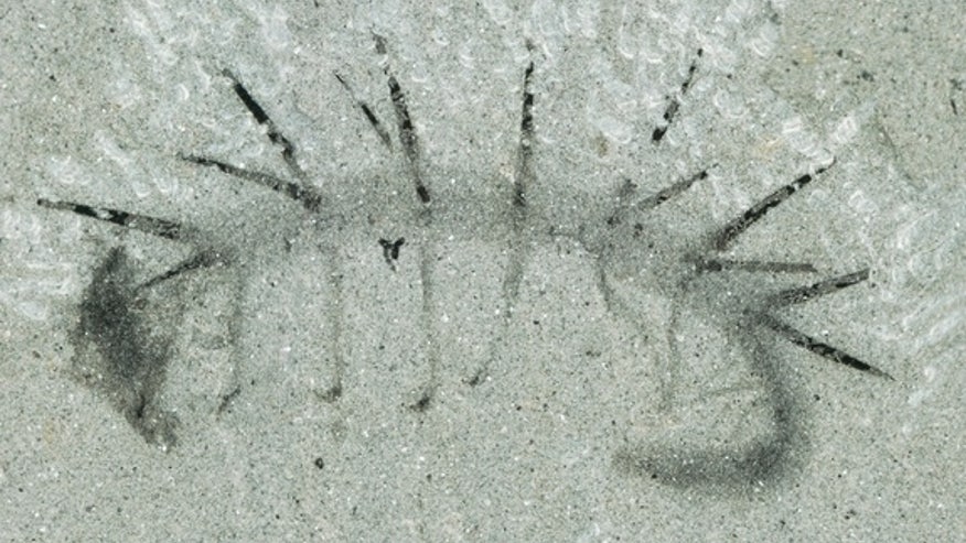 hallucigenia-worm-fossil