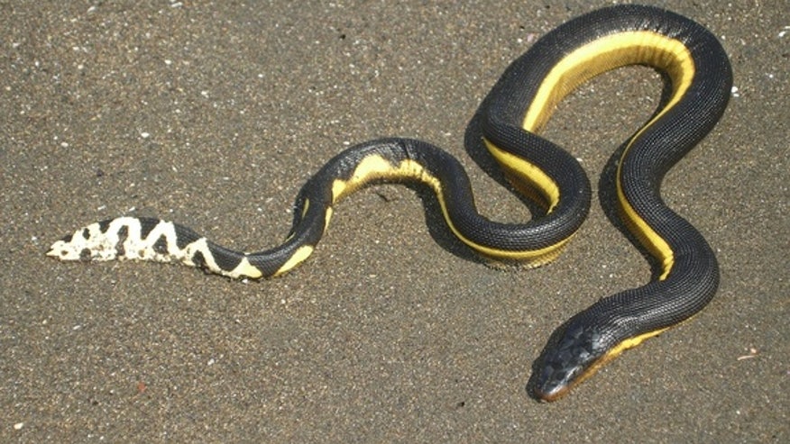 hydrophis-platurus