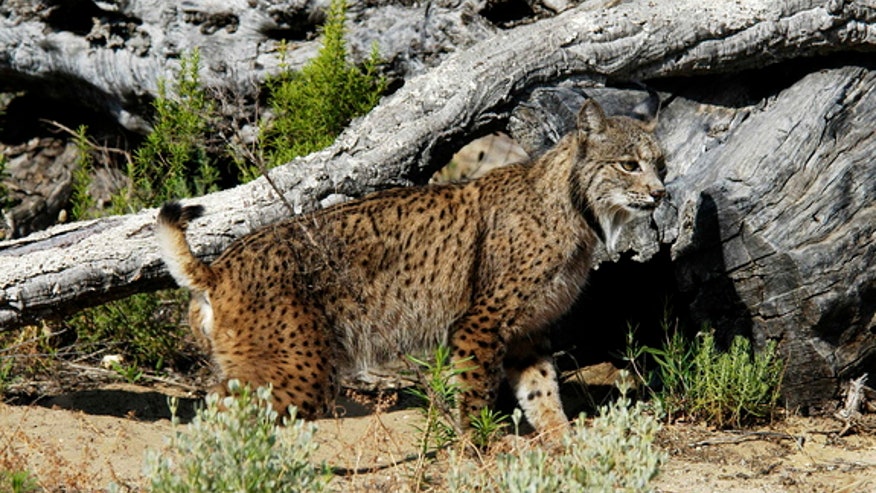 iberian-lynx