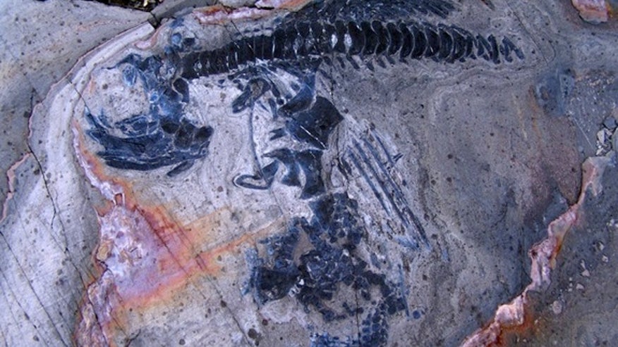 ichthyosaur1