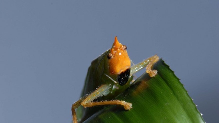 katydid-121115