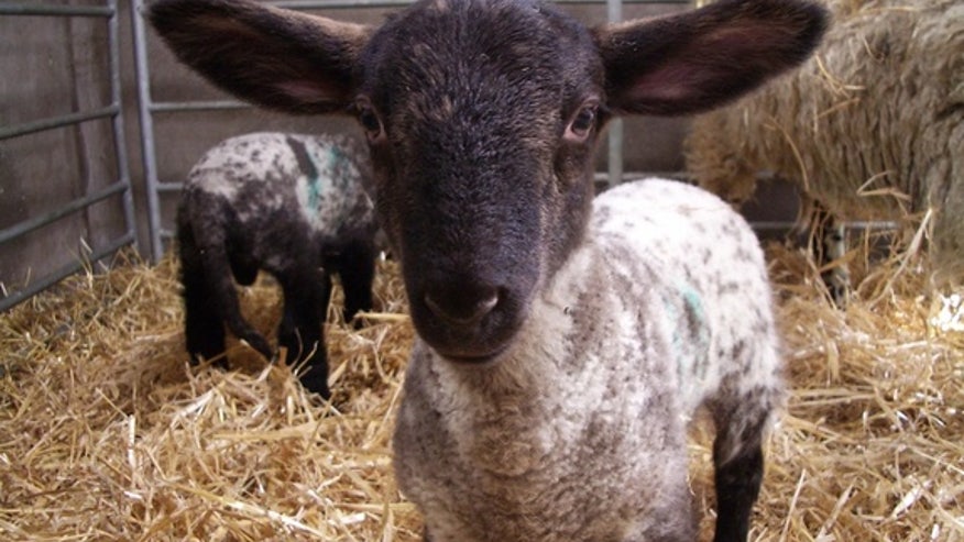 lamb-140701