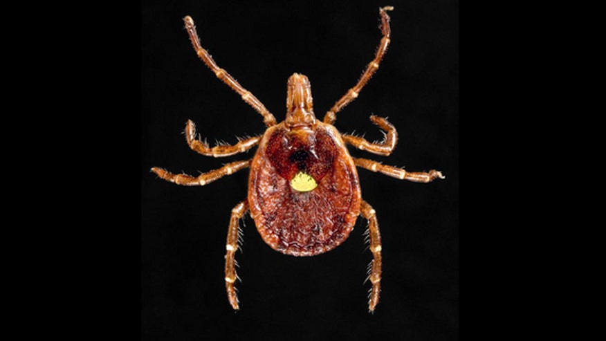 lone-star-tick