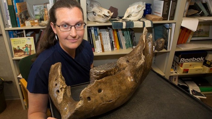 mammoth-mandible