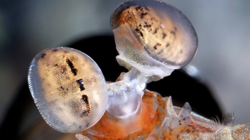 mantis-shrimp-8