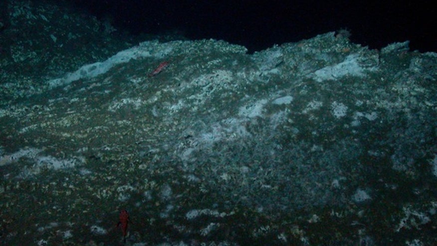 methane-seep-carbonate-rock