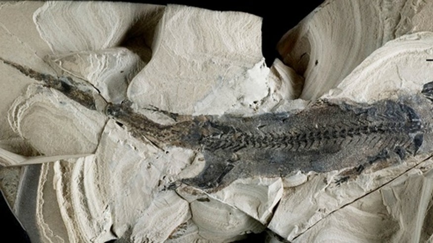 micromelerpeton-amphibian-fossil.jpg?ve=1&tl=1