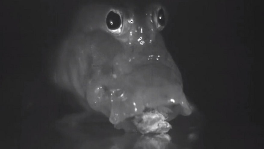 mudskipper-feeding