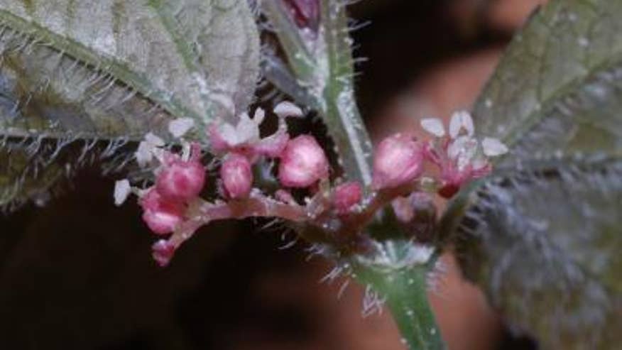 nettle