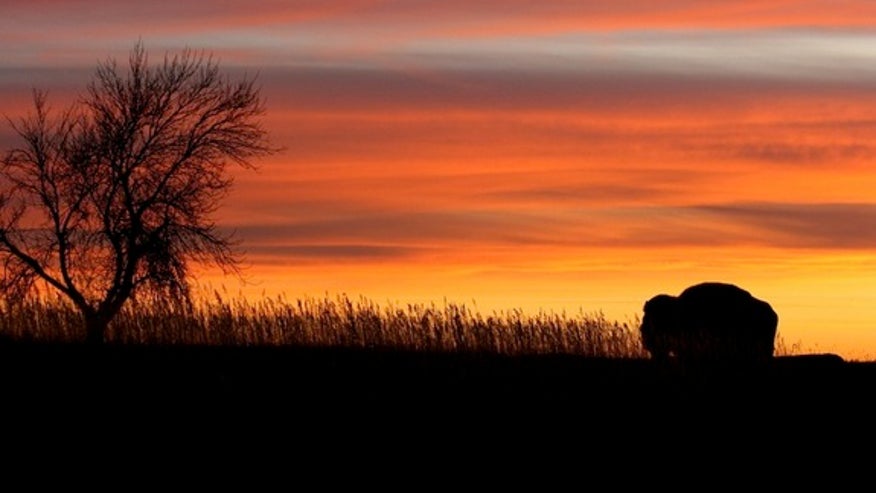 north-dakota-bison-140220