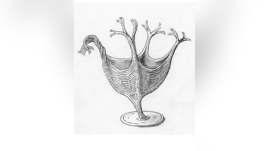 oldest-muscle-animal