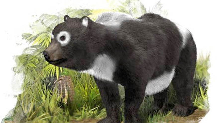 oldest-panda-bear