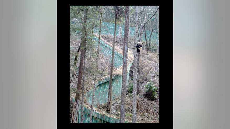 panda-cub-wolong
