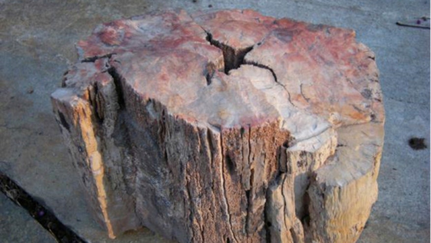 petrified-fire-scarred-wood.jpg?ve=1&tl=1