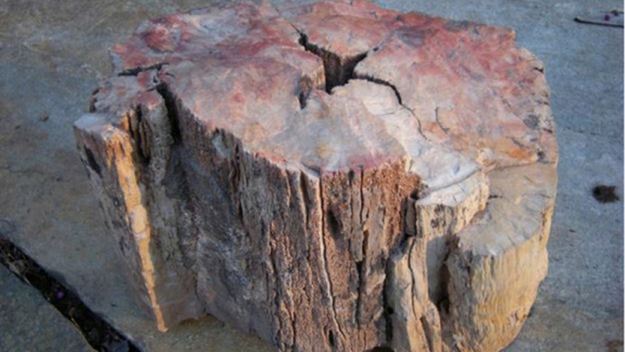 petrified-fire-scarred-wood