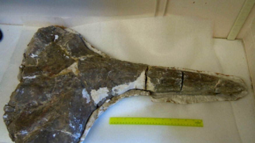 prehistoric-whale-skull